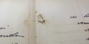 Fotografía en primer plano de un libro institucional histórico abierto. Entre las páginas se observa un pequeño insecto apoyado sobre el papel envejecido. La imagen evidencia señales de deterioro documental vinculadas a agentes biológicos y conservación inadecuada de archivos históricos.